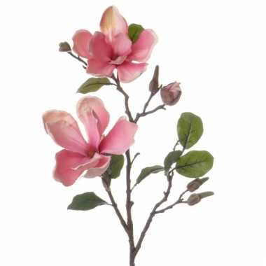 Magnolia sier tak 72 cm