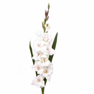 Witte gladiolen 102 cm