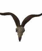 Antilope dierenhoofd schedel met gewei voor aan de muur 65 cm