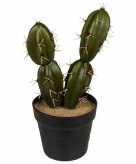 Cactus nepplantje in zwart bakje 18 cm 10116019