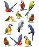 Papegaaien vogels met zacht kunststof stickervel met 12 stickers